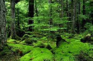 Tongass National Forest